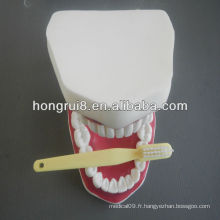 Modèle de soins dentaires 2013 HOT SALE 32/28 dent dentaire